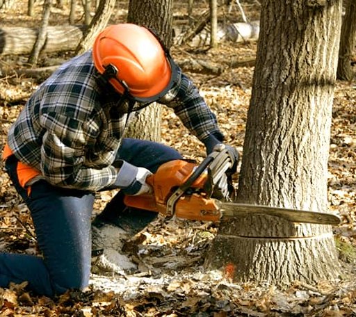 Tree Removal in Bedrock, CO